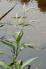 Persicaria attenuata