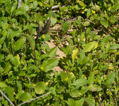 Rhamphospermum nigrum