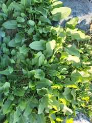 Rumex spinosus