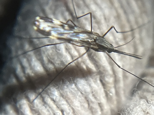 Unknown species found near Janelia Research Campus, Ashburn, VA, US
