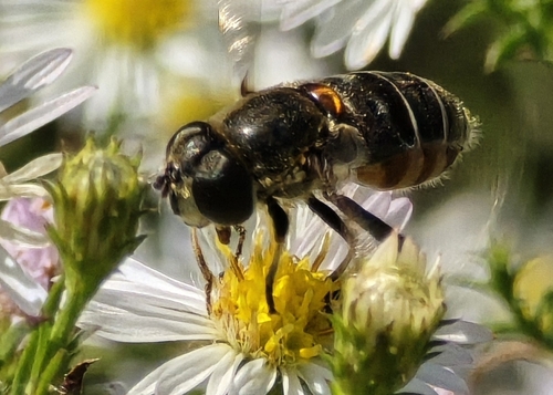 Unknown species found near Corinth, MS 38834, USA