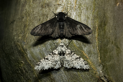 Peppered moth