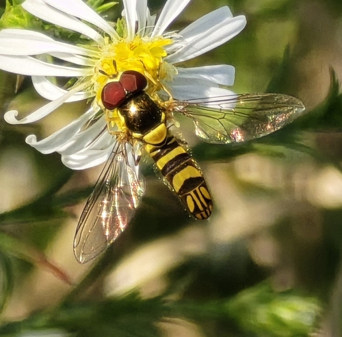 Unknown species found near Corinth, MS 38834, USA