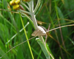 Mimoclystia pudicata