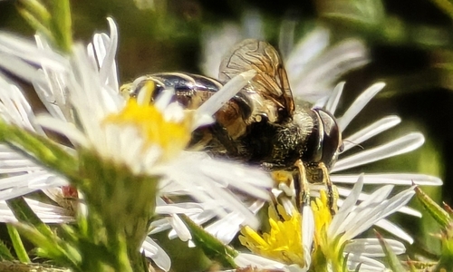 Unknown species found near Corinth, MS 38834, USA