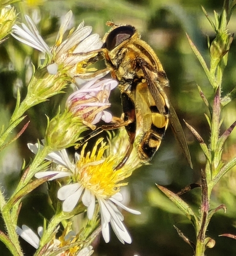 Unknown species found near Corinth, MS 38834, USA