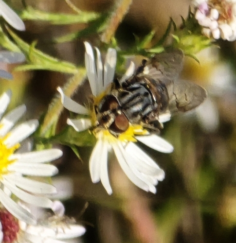 Unknown species found near Corinth, MS 38834, USA