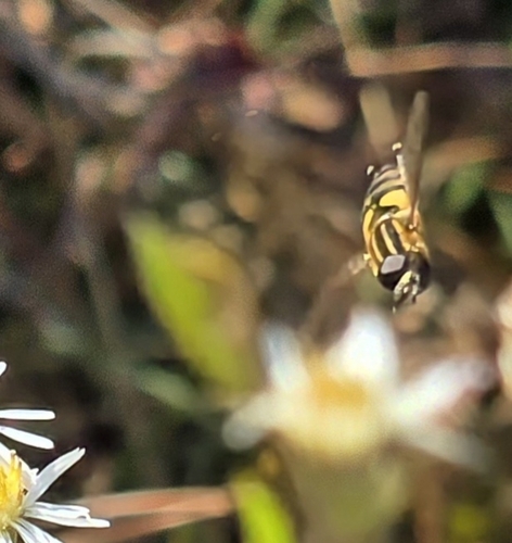Unknown species found near Corinth, MS 38834, USA
