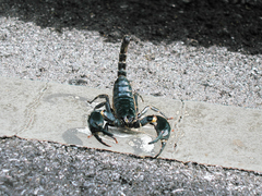 Heterometrus laoticus
