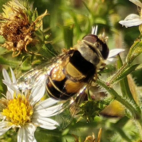 Unknown species found near Corinth, MS 38834, USA