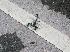 Heterometrus laoticus