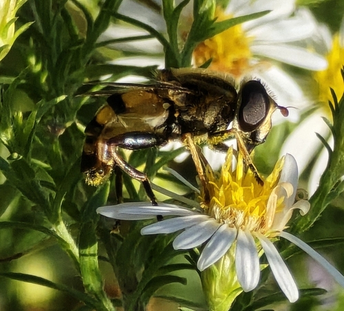 Unknown species found near Corinth, MS 38834, USA
