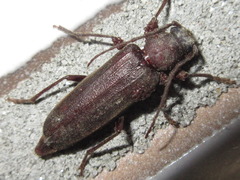 Arhopalus coreanus