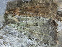 Mamestra brassicae