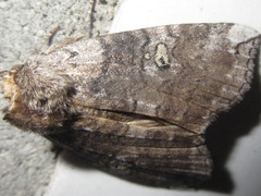 Tethea ampliata
