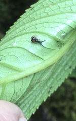 Philonesia
