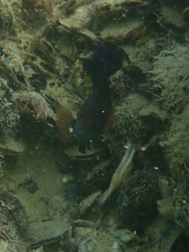 Pseudochromis persicus observed 2025-11-15