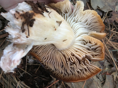 Tricholoma manzanitae