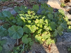 Malva parviflora