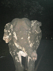 Elephas maximus
