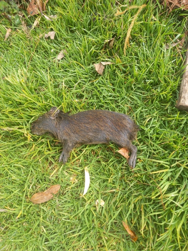 Cavia patzelti