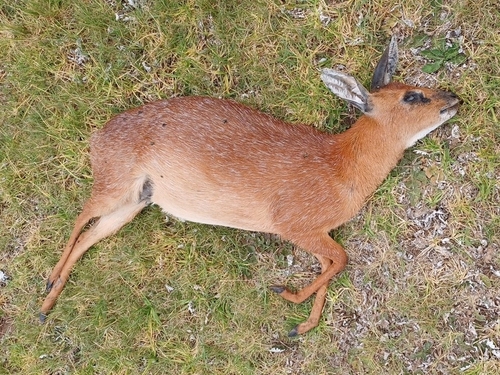 Cape Grysbok