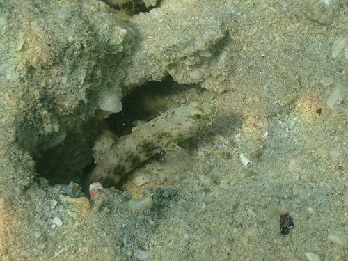 Cryptocentroides arabicus observed 2025-11-15