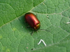 Oreina sulcata