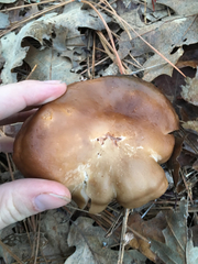 Tricholoma manzanitae