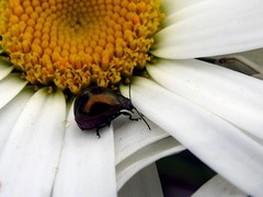 Chrysolina aurichalcea