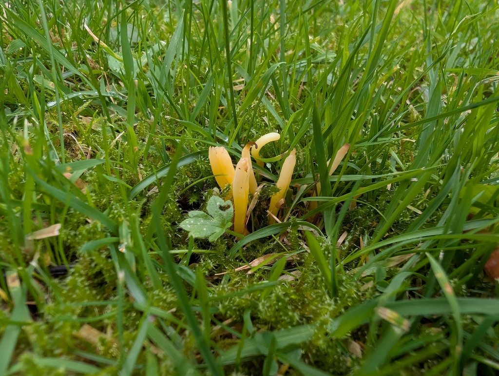 Clavulinopsis helvola · November 2025 · photo: © markbreaks (iNaturalist, cc-by)