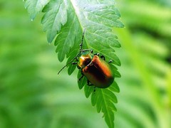 Oreina sulcata