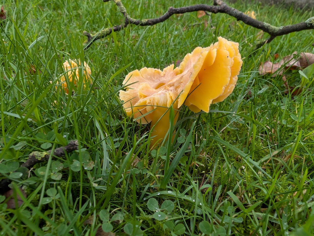 Hygrocybe quieta
