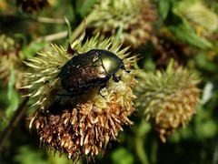 Protaetia cuprea