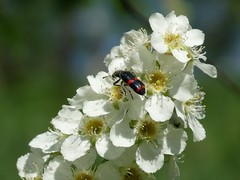 Trichodes ircutensis