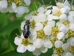 Trichodes ircutensis