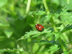 Cryptocephalus cordiger