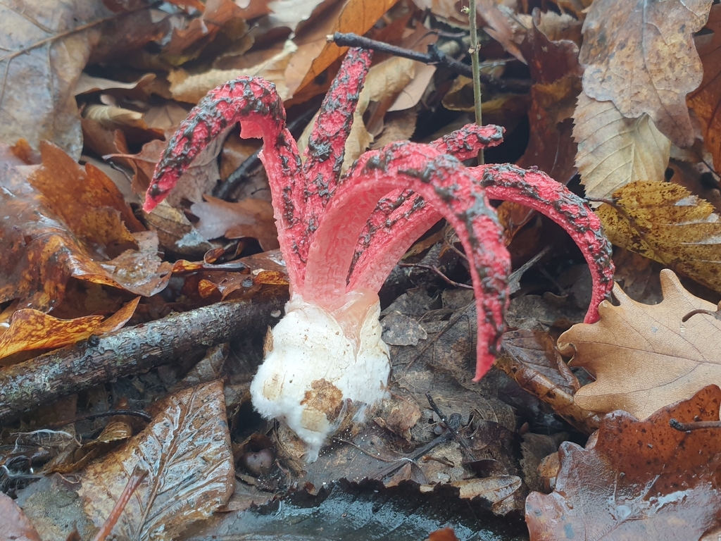 Clathrus archeri · November 2025 · photo: © clementm (iNaturalist, cc-by)