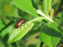 Labidostomis tridentata