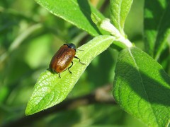 Labidostomis tridentata