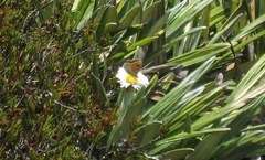 Argyrophenga janitae