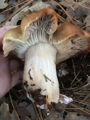 Tricholoma manzanitae