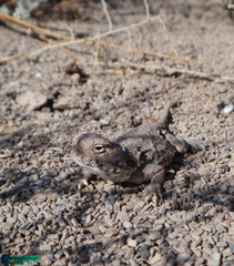 Phrynocephalus persicus