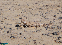 Phrynocephalus persicus