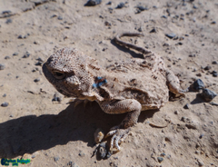 Phrynocephalus persicus