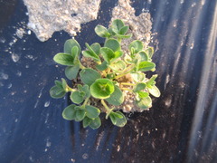 Sesamum indicum