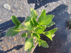 Sesamum indicum
