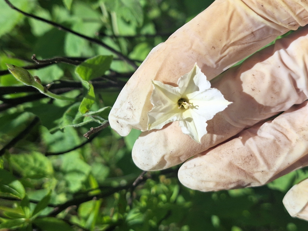 Convolvulus crenatifolius; photograph (c) Rocío Esmeralda Pose, some rights reserved (CC BY)