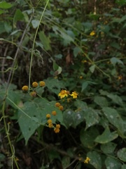 Hymenostephium cordatum