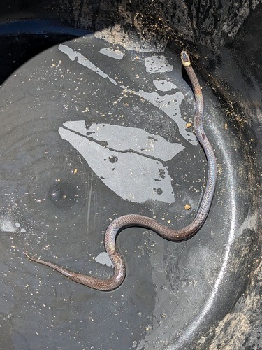 White-crowned Snake sighting
